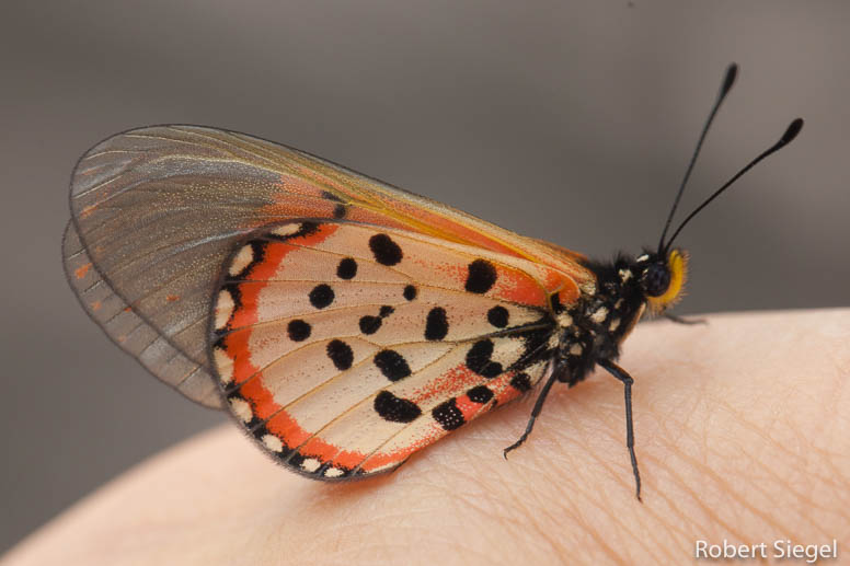 acraea